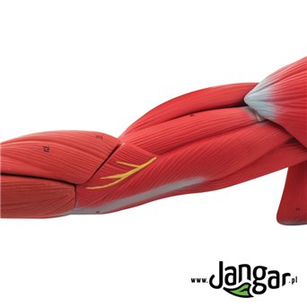 Upper limb muscle model, 6-part