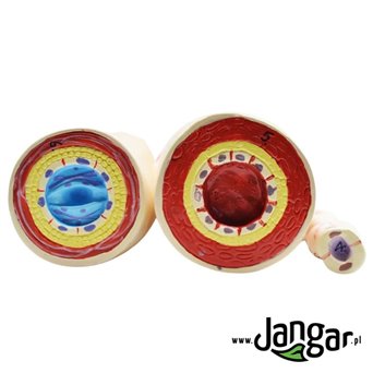 Artery, vein and capillary vessel - 3 models with sections