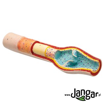 Artery, vein and capillary vessel - 3 models with sections