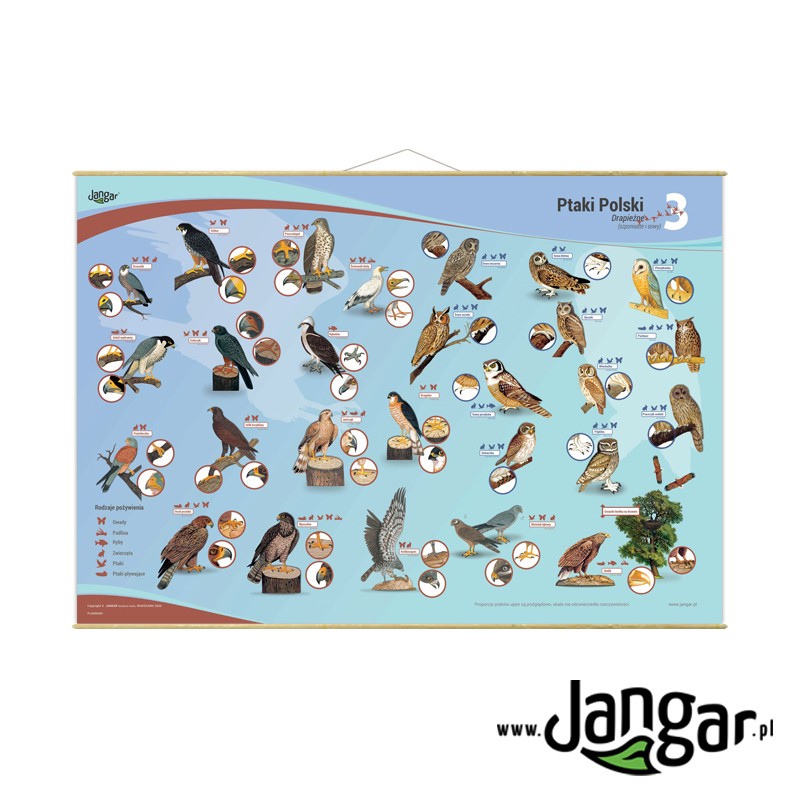 Wall board: POLISH BIRDS Predatory (claw and owl) 130x90 cm