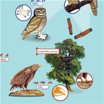 Wall board: POLISH BIRDS Predatory (claw and owl) 130x90 cm