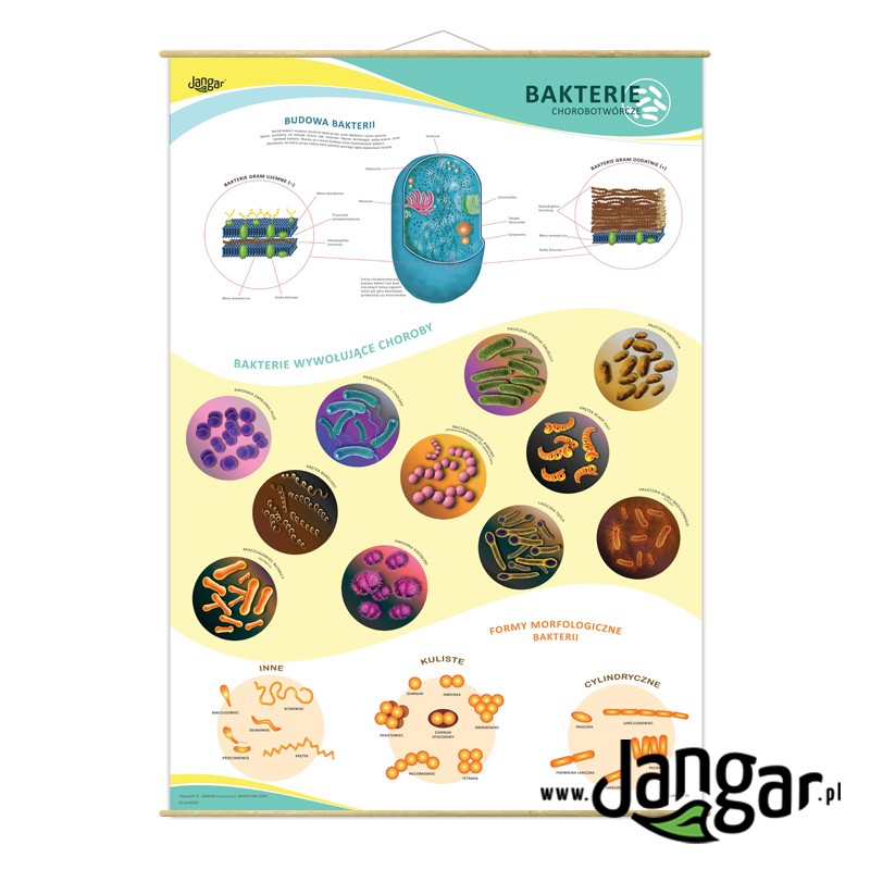 Wall board: Pathogenic bacteria 90x130 cm