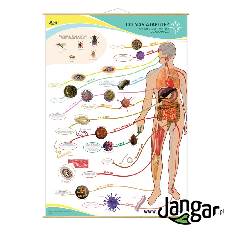 Plansza ścienna: CO NAS ATAKUJE? Od wirusów i bakterii do owadów 90x130 cm