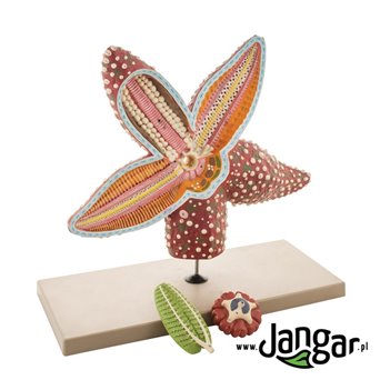 Starfish model, 4x, 3-part