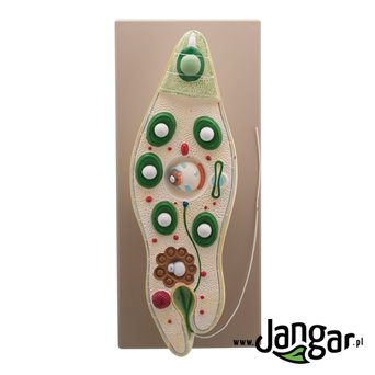 Model of euglena