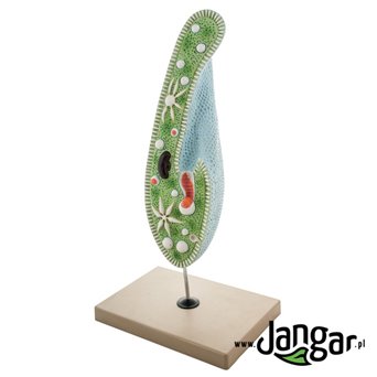 Slipper model (Paramecium), 1600x