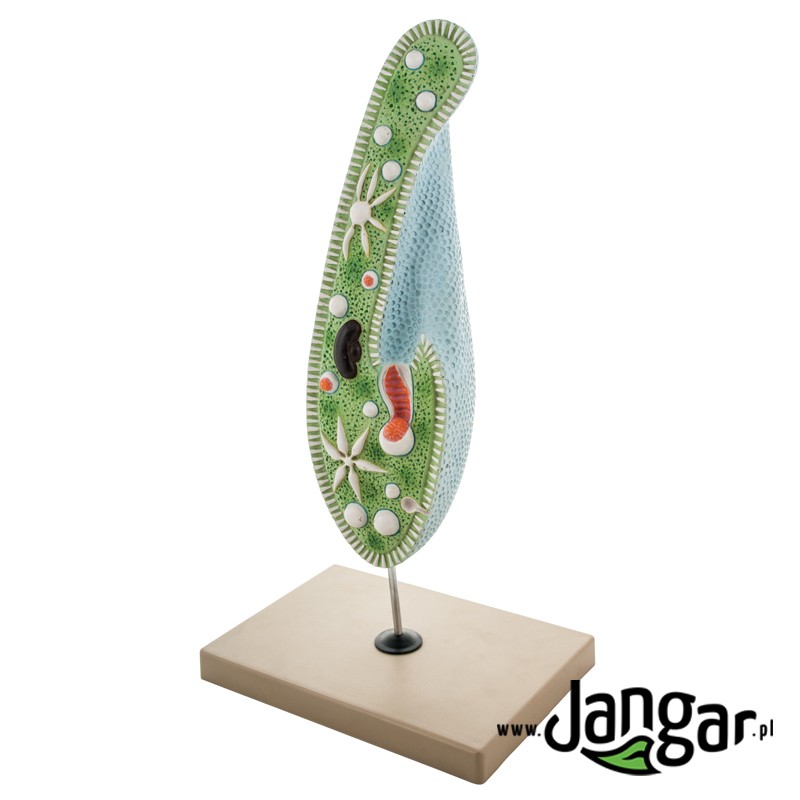 Slipper model (Paramecium), 1600x