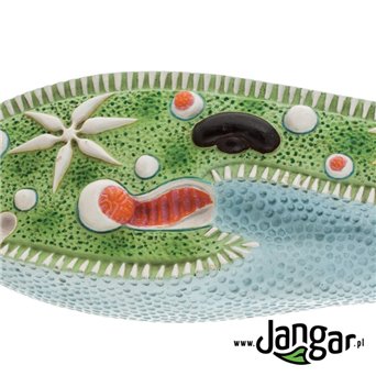 Slipper model (Paramecium), 1600x
