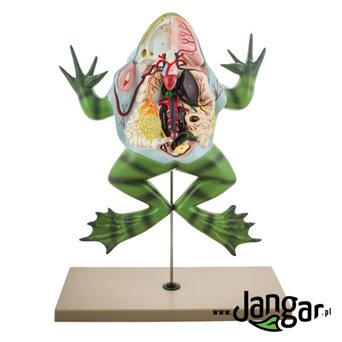 A model of a frog prepared on a rack