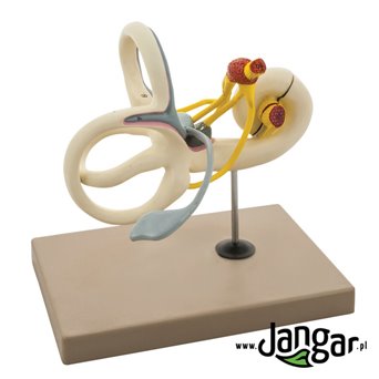 Fault model (inner ear), 16x, folding