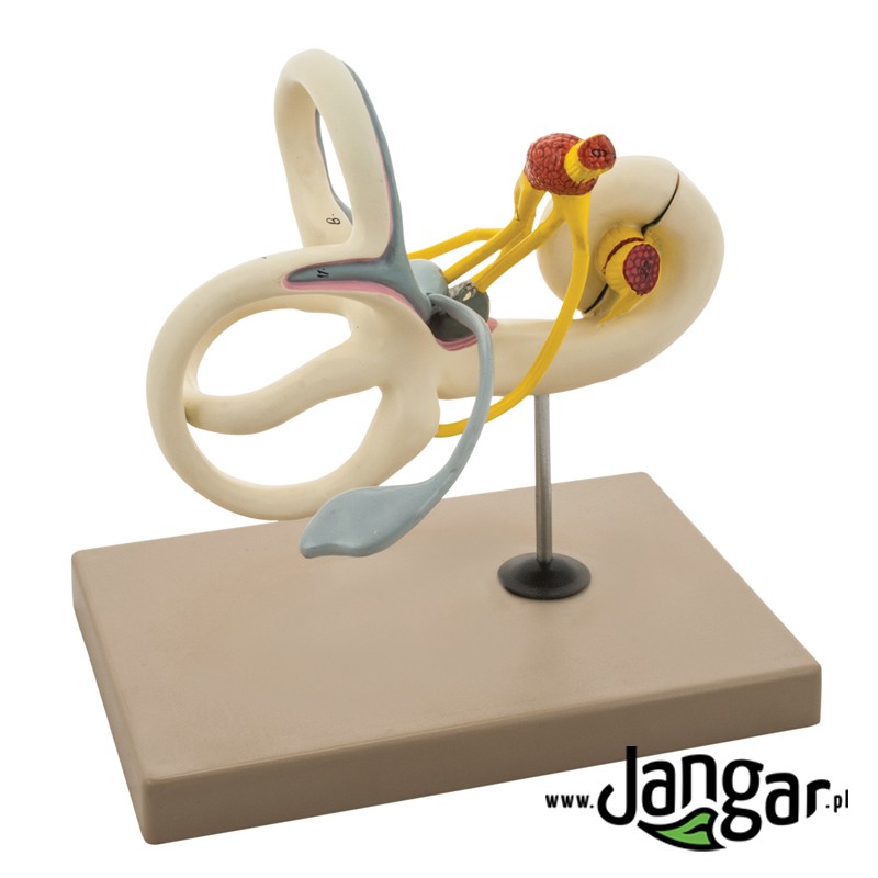 Fault model (inner ear), 16x, folding