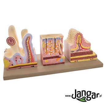 Human Digestive Canal