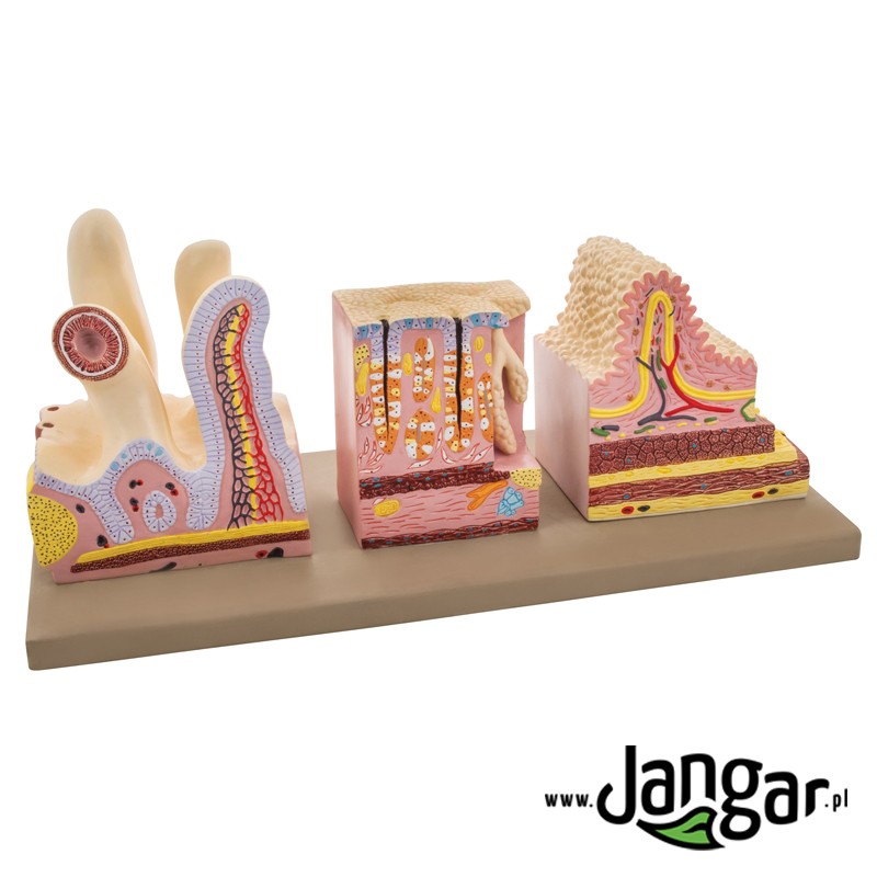 Human Digestive Canal