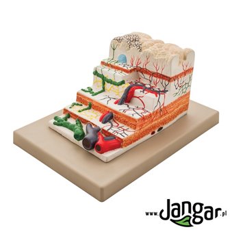 Human Stomach Gradation