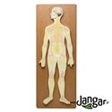 Human nervous system – relief model