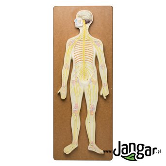Human nervous system, relief model - jangar.pl