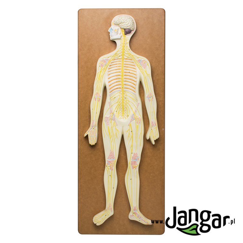 Human nervous system, relief model - jangar.pl