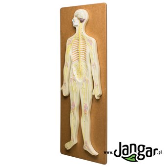 Human nervous system, relief model - jangar.pl