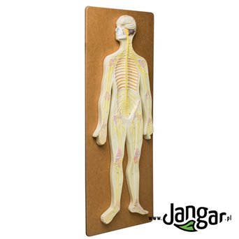 Human nervous system, relief model - jangar.pl