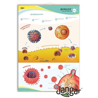 Wall board: WIRUSY - replication cycle, 90x130 cm