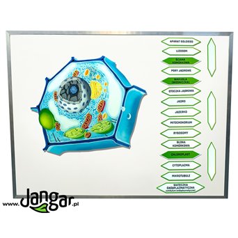 Komórka roślinna magnetyczny model z opisem - jangar.pl
