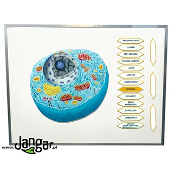 Komórka zwierzęca magnetyczny model z opisem - jangar.pl