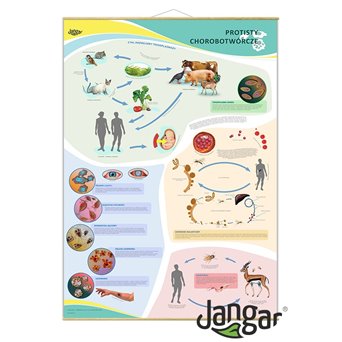 Wall board: Pathogenic protists 90x130 cm - jangar.pl