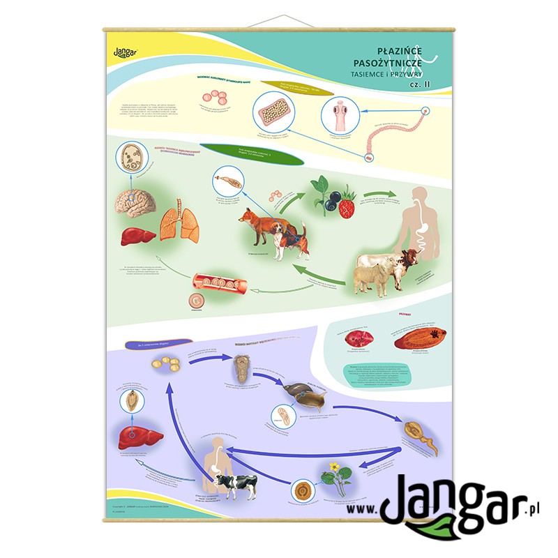 Plansza ścienna: Płazińce pasożytnicze, tasiemce i przywry cz. II, 90x130 cm - jangar.pl