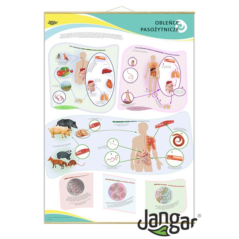 Wall board: Parasitic roundworms (nematodes) , 90x130 cm - jangar.pl