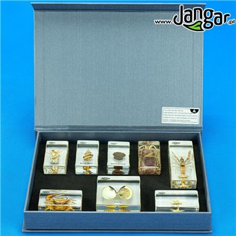 Marine fauna - a collection of 8 specimens embedded in plastic