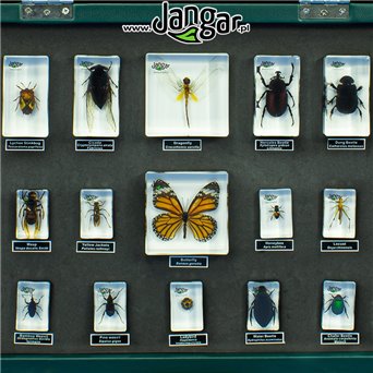 Arthropods - a collection of 30 acrylic blocks in a suitcase