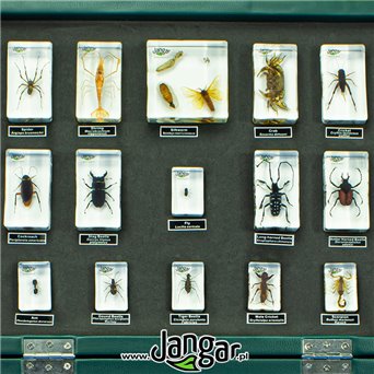 Arthropods - a collection of 30 acrylic blocks in a suitcase