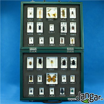 Arthropods - a collection of 30 acrylic blocks in a suitcase