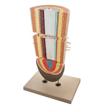 Root 3 Part, 200x - jangar.pl