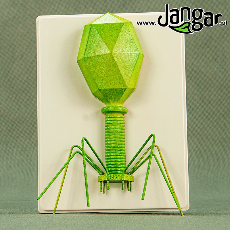 Bacteriophage model - jangar.pl