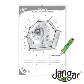 Double-sided chart: Plant cell structure / training page, 68x100 cm, laminated, with a hanging rail  - jangar.pl