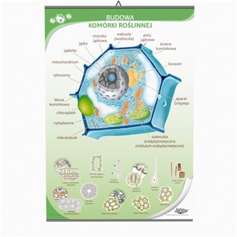 Double-sided chart: Plant cell structure / training page, 68x100 cm, laminated, with a hanging rail  - jangar.pl