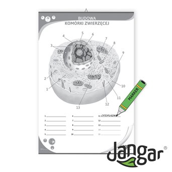 Double-sided board: Structure of an animal cell / training page, 68x100 cm, laminated, with a hanging rail - jangar.pl