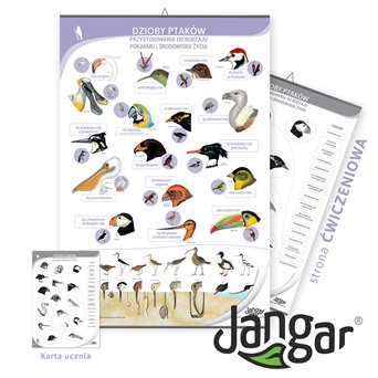 Double-sided board: Bird beaks / training page, 68x100 cm, laminated, with a hanging rail