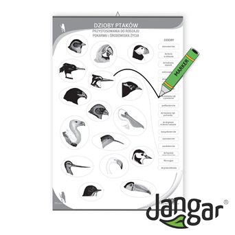 Double-sided board: Bird beaks / training page, 68x100 cm, laminated, with a hanging rail