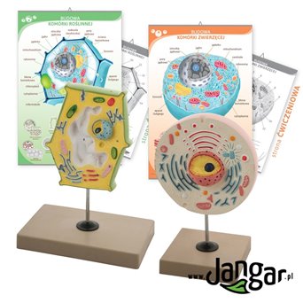 Charts: Plant and animal cell structure set with comparative models - jangar.pl