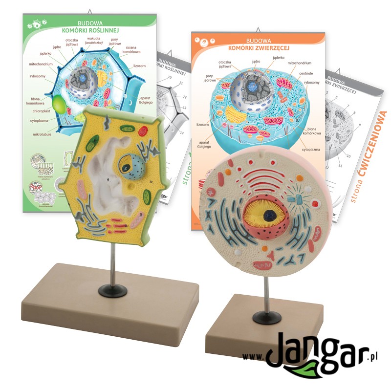 Charts: Plant and animal cell structure set with comparative models - jangar.pl