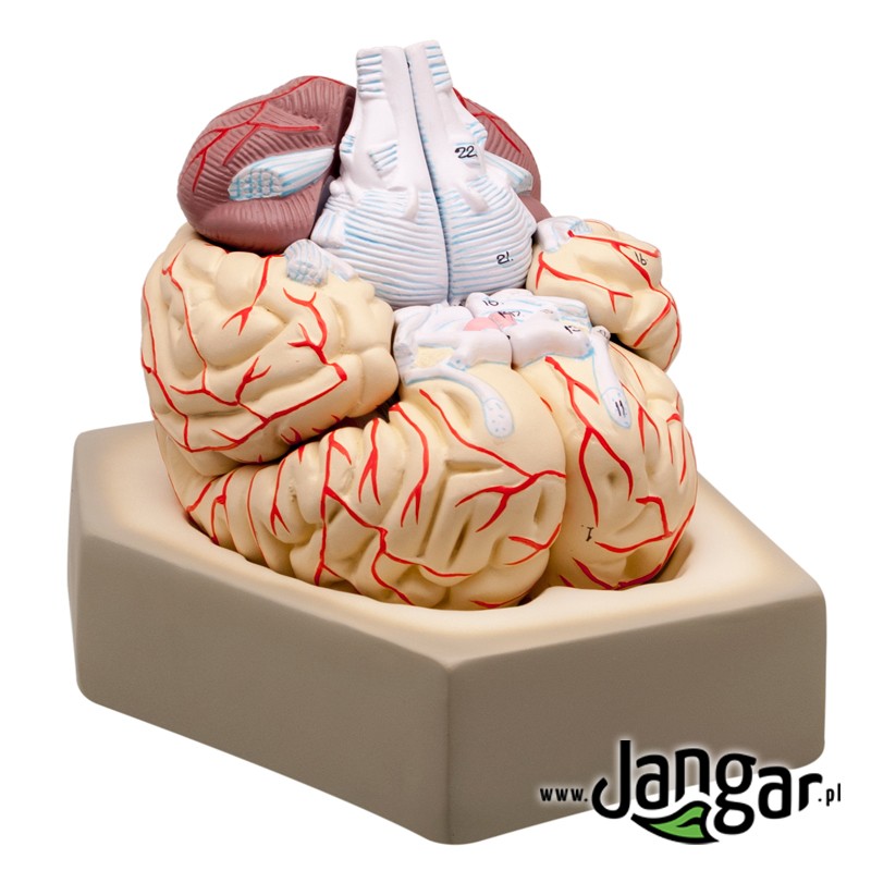 Human brain model, 8-part, on the base - jangar.pl