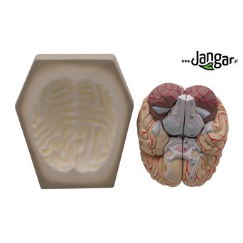 Human brain model, 8-part, on the base - jangar.pl