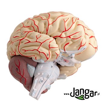 Human brain model, 8-part, on the base - jangar.pl