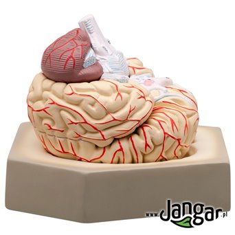 Human brain model, 8-part, on the base - jangar.pl