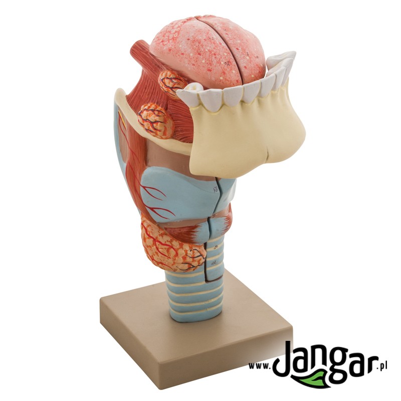 Larynx model with tongue and teeth, 3-piece