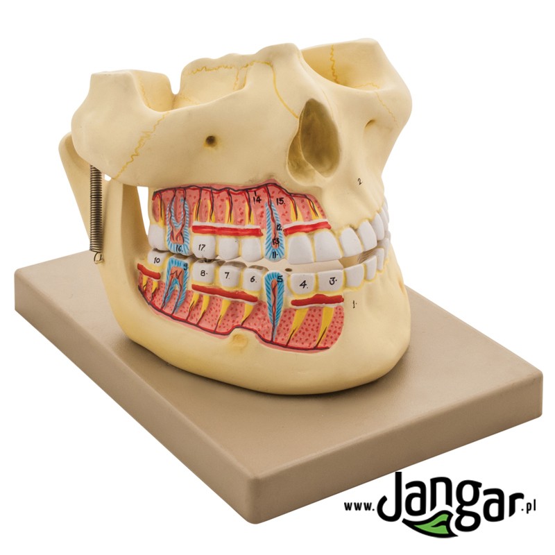 Model Human Upper and Lower Jaw