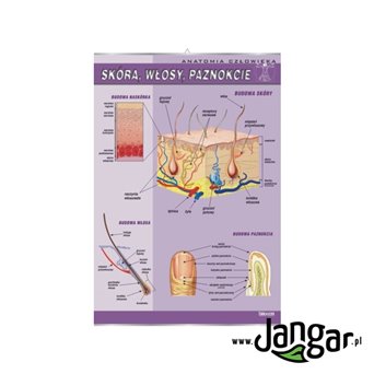 Plansza ścienna: Skóra, włosy, paznokcie - jangar.pl