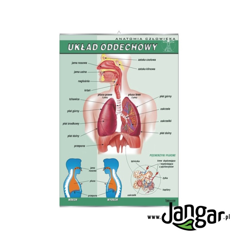 Plansza ścienna: Układ oddechowy człowieka